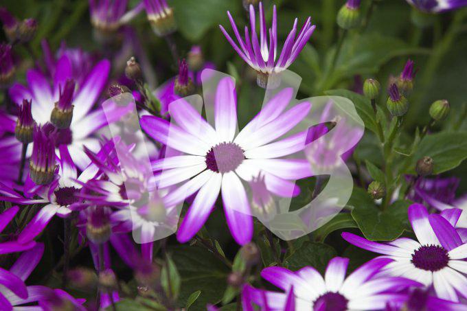 bloemen en planten vvbvanbree     1110